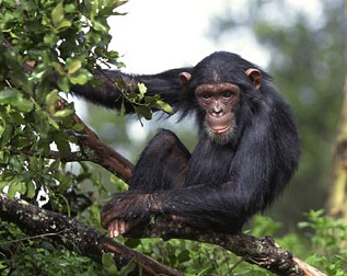 Bruno - Head Chimpanzee at the Tacugama Sanctuary